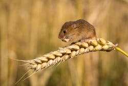 Maxi Trans Mice 1 Maxi Trans Mice 1